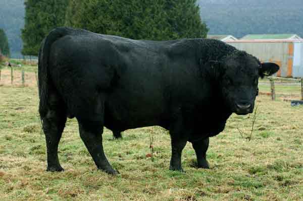 Toro - Nueva Zelanda 2.jpg